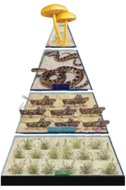 الهرم الغذائي الهرم الغذائي